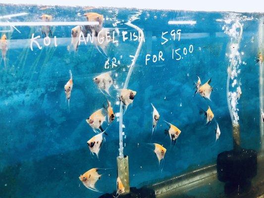 Good price on Angel fish