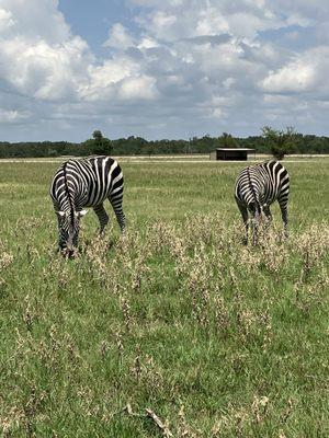 Zebras!!