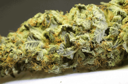 Boulder Medical Marijuana Strain by Helping Hands Herbals - Hindu Kush!