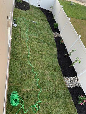 Finished side yard with sod, mulch and plants.