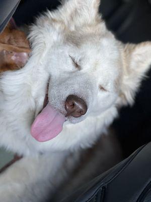 Happy Fluffy Baby Post Grooming