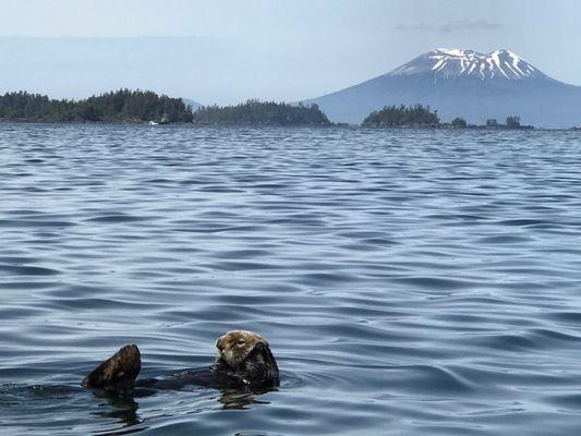 Sea otter in Sitka Sound