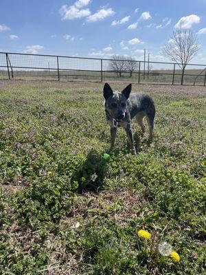 Heeler at the Ranch Retreat in a bed of flowers