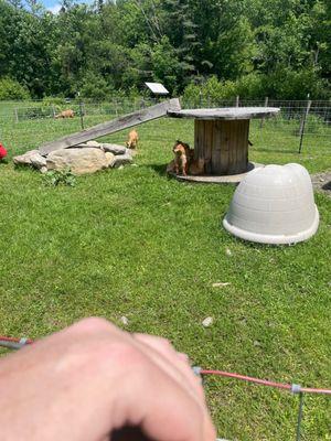 Baby goats! Their mommas milk gets made into cheese,available for purchase at the farm.