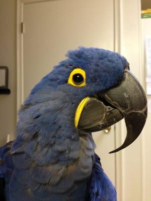 Velvet the hyacinth macaw