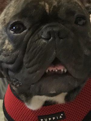 Happy Frenchie showing those teeth of his!! Thank you Dr.Meade! Love, Bo.