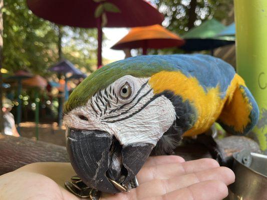 25 cents for a handful of bird seed