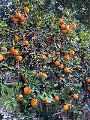 Cotton Lane Citrus U-Pick