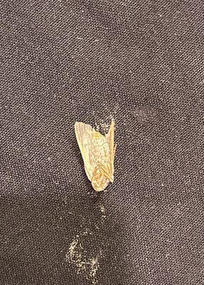 Moth from my wife's grilled chicken salad.