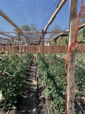 Rows of Tomatoes under some shade that protects them from UV rays