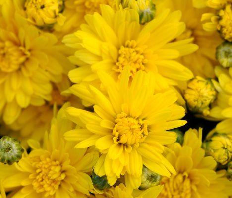 Stellar Yellow Garden Mum