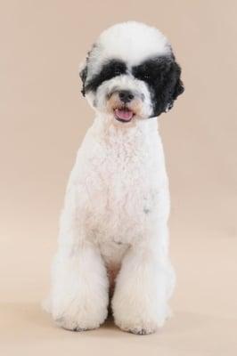 Zeke an adorable parti colored Portuguese water dog- owned by Billy Rafferty