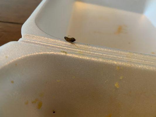 Found a bug in my food, gross!