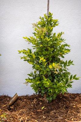 Low voltage lighting, new planted shrub and gorilla hair mulch.