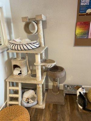 Cat tree in back corner of main room