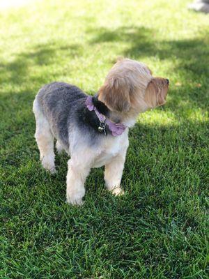 After - Inquisitive Yorkie