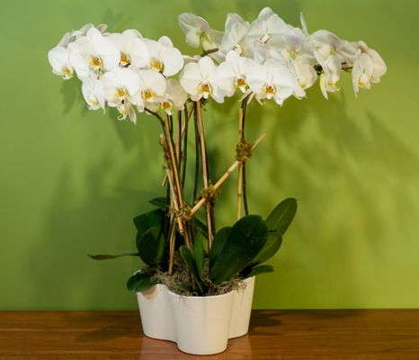 Orchid Plants