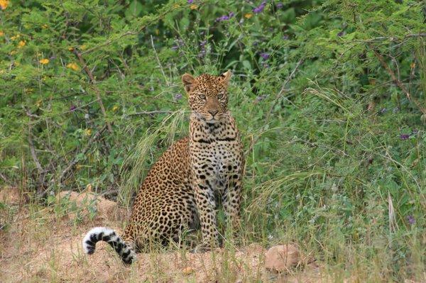 Animal viewing in Tanzanian protected areas