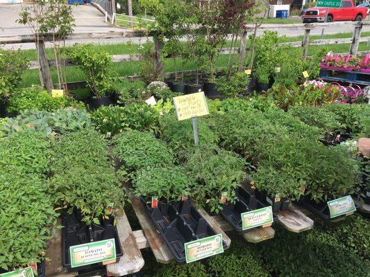 Tomato Plants