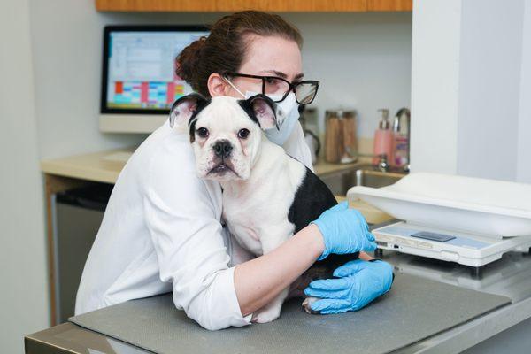 Vet visits shouldn't be scary. Partnering with our clients to create the best care for our patients is number 1!