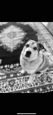 This is Bacchus our wine dog. He is often present in the tasting room and will greet you with a smile.