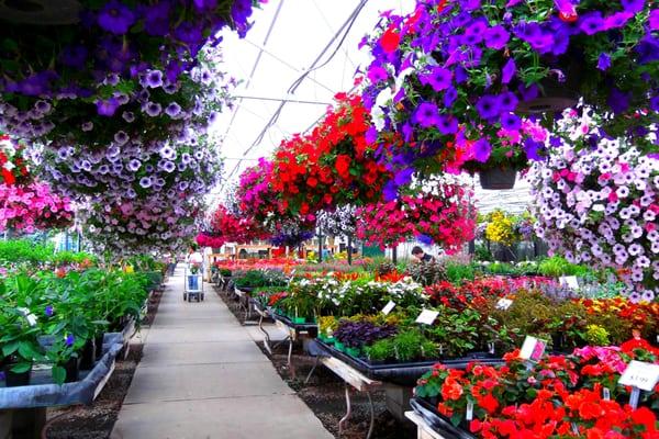 Johnson Brothers Greenhouses is famous for their beautiful hanging baskets.