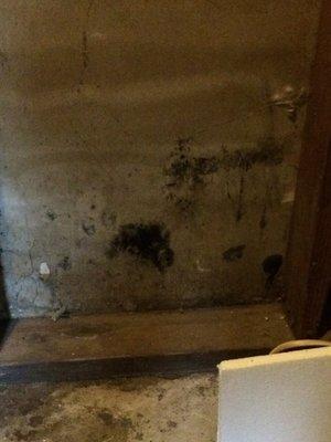 Mold in laundry room