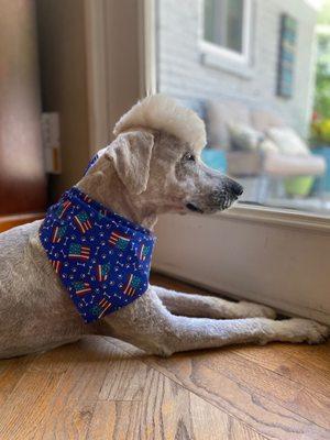 After a long illness we had to shave Bailey down. Groomer, Angel, did a phenomenal job of grooming and making her look punk cool!