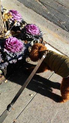 Roux (literally) smelling the flowers!