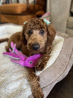 Our pup fully washed and groomed and they gave her bows.