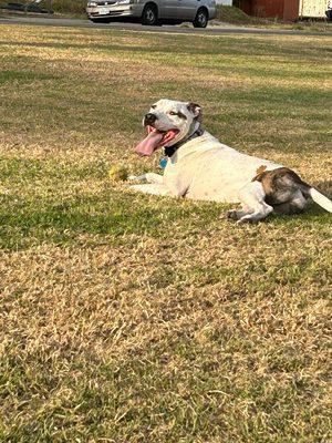 My dog knows basic commands: sit, stay, come, "outside".   More time with Ace, I'm certain he could learn more complicated instructions.