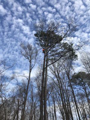 Tree climber