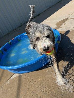 Pool Paw-Ty