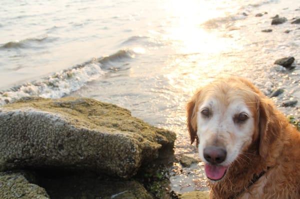 Elsa, 9 year old Golden Retriever, loves Nutro from Petsmart!