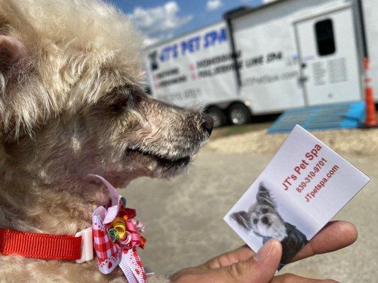 JT's Pet Spa mobile grooming trailer.