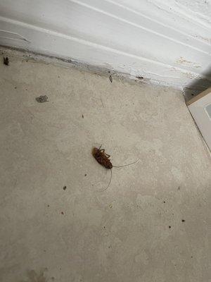 Cockroach infested