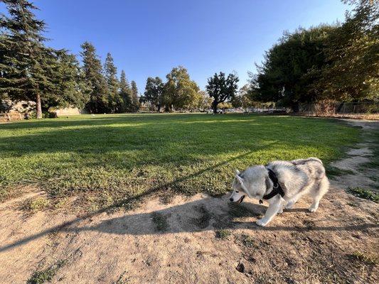 Hellyer Park Dog Enclosure