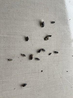 Rat/mice droppings on the table whilst in the care of this repair shop