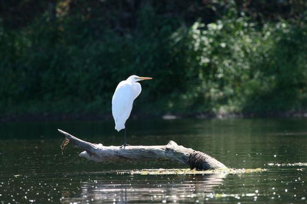 Susquehanna River Egret