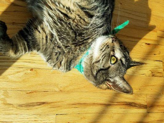 Enjoying the sun while rocking his green bandana