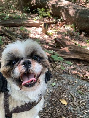 Pearl, Shih Tzu