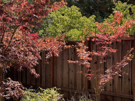 Beautiful foliage, even in early September