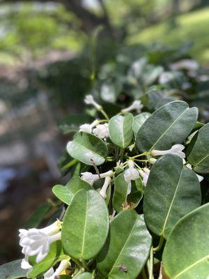 Liliuokalani Botanical Garden