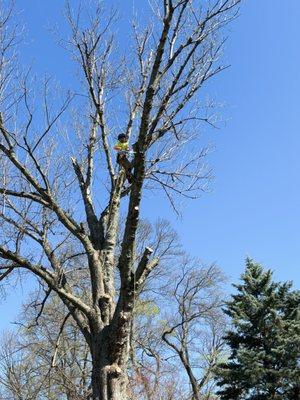 Tree trimming in Manassas, VA