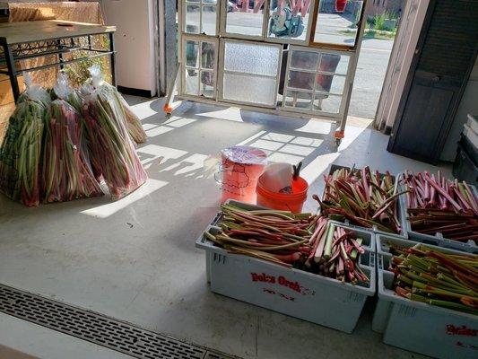 Rhubarb harvest 06/2021