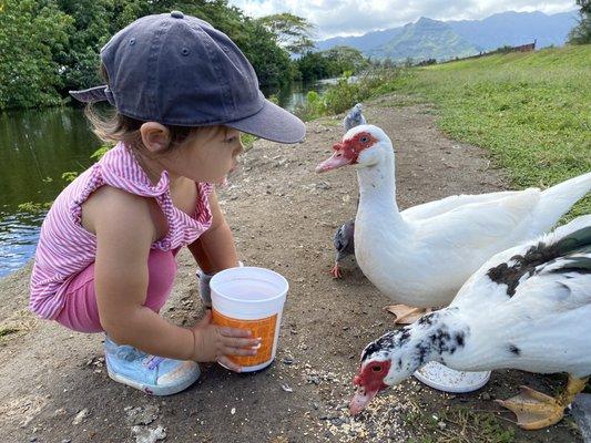 Pretty friendly geese as far as geese are concerned