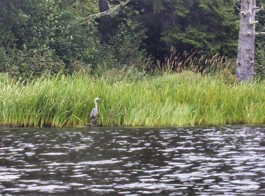 Heron gives me the stinkeye