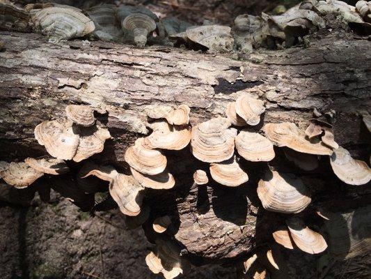 Great natural finds along hiking paths.