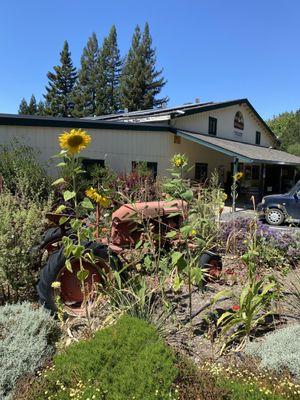 Tractor sunflower