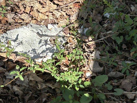 Lumps of cement left on the property